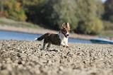 CORGI CARDIGAN 146